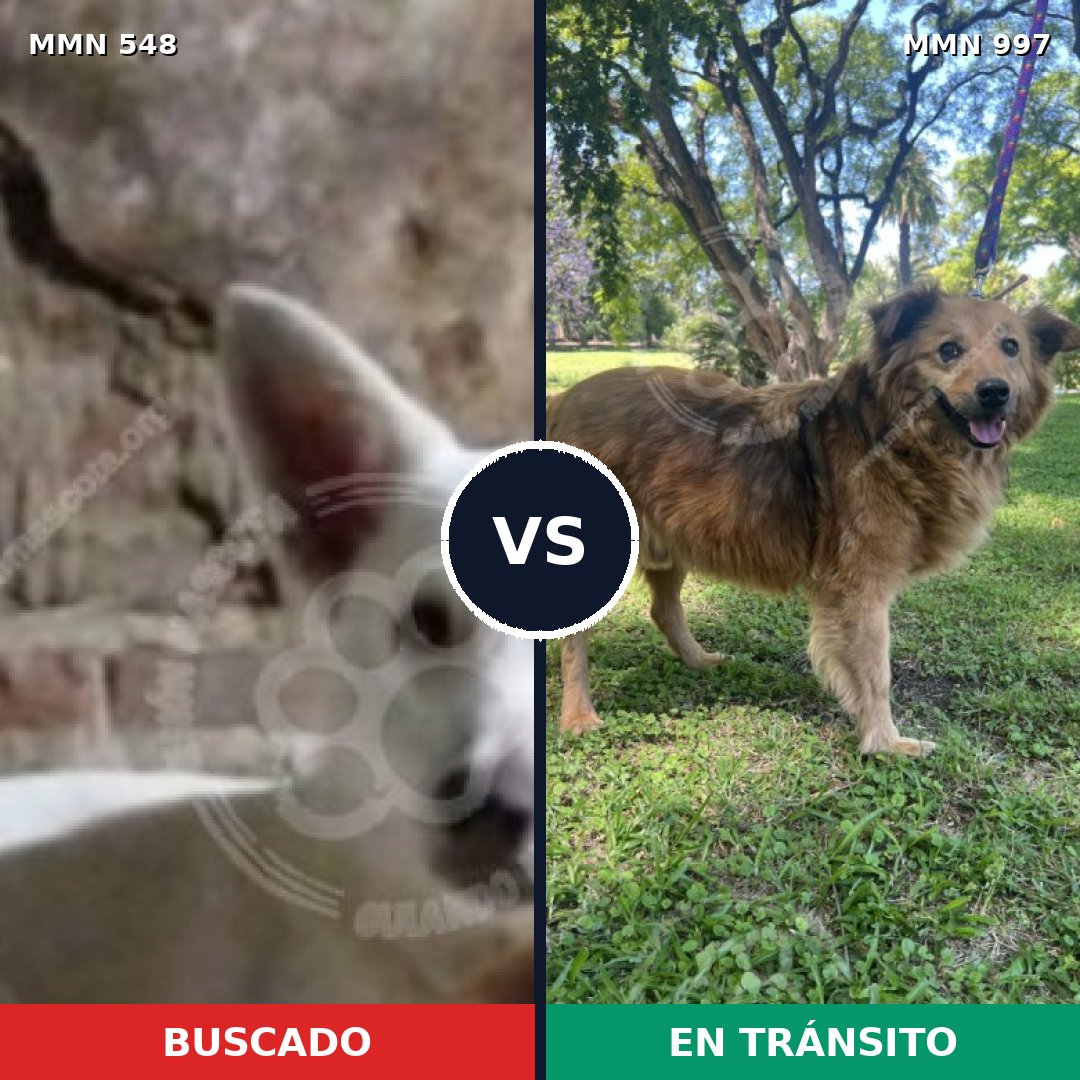 Comparativa MMS 15996: mascota perdida y mascota encontrada, 56% de similitud