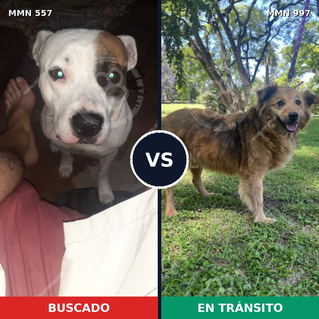 Comparativa MMS 15997: mascota perdida y mascota encontrada, 56% de similitud