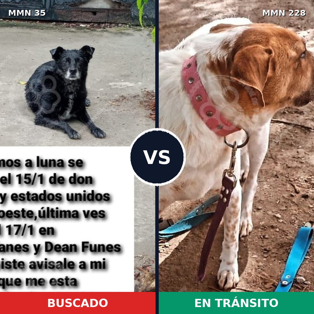 Comparativa MMS 1600: mascota perdida y mascota encontrada, 75% de similitud