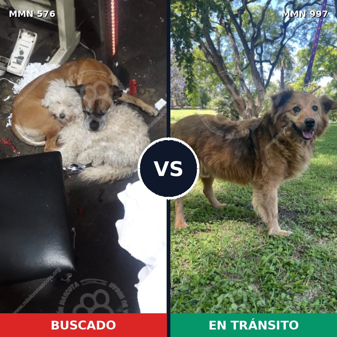 Comparativa MMS 16000: mascota perdida y mascota encontrada, 50% de similitud
