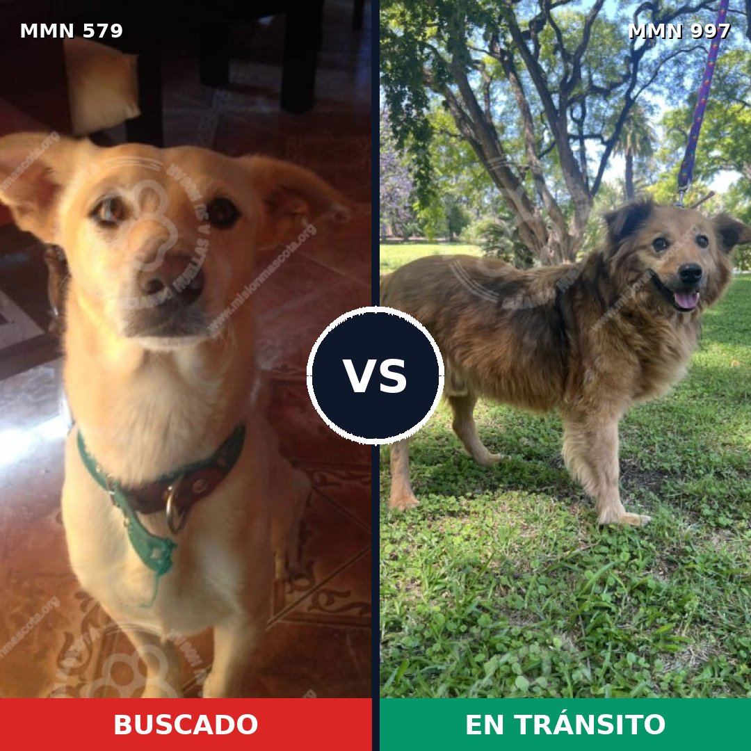 Comparativa MMS 16001: mascota perdida y mascota encontrada, 67% de similitud