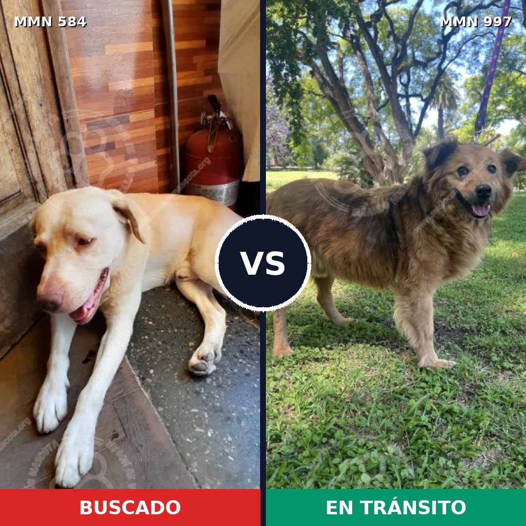 Comparativa MMS 16002: mascota perdida y mascota encontrada, 70% de similitud