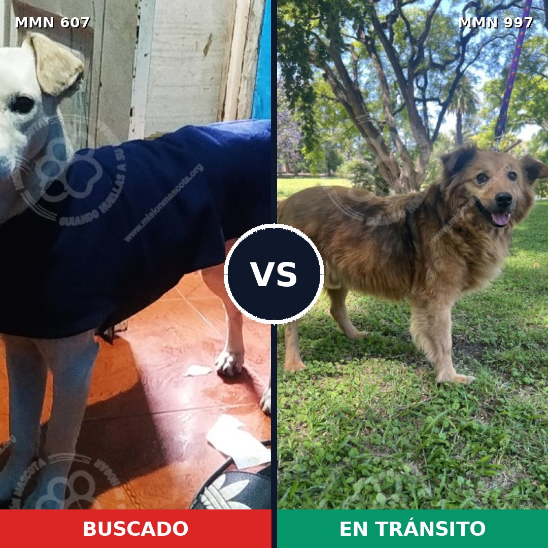 Comparativa MMS 16005: mascota perdida y mascota encontrada, 76% de similitud