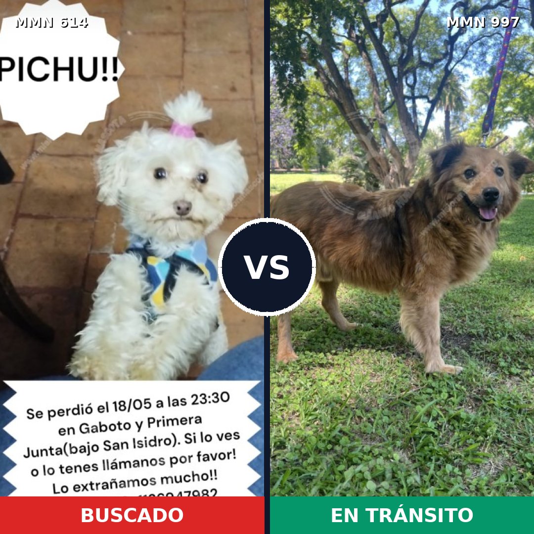 Comparativa MMS 16008: mascota perdida y mascota encontrada, 32% de similitud