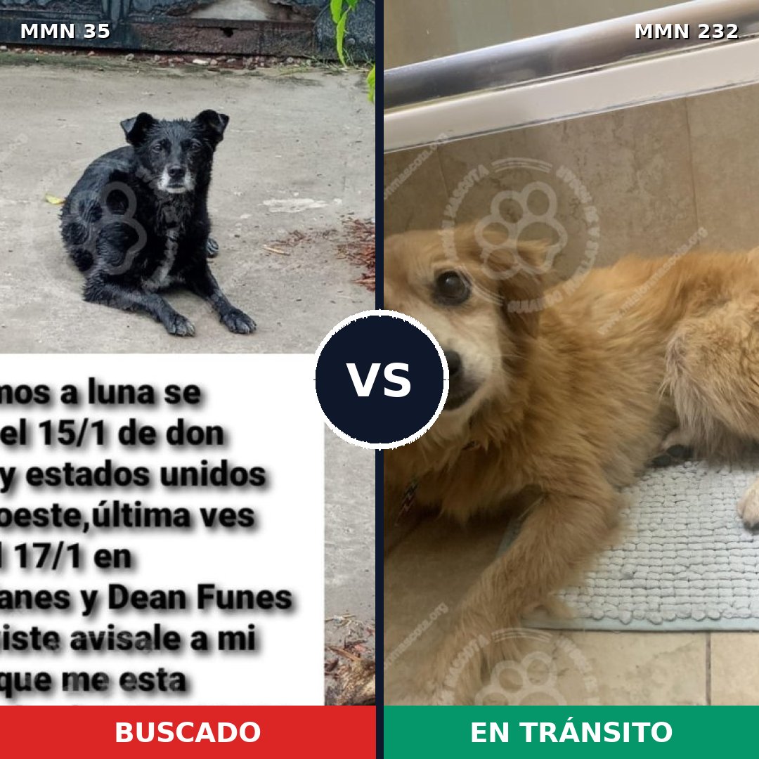 Comparativa MMS 1601: mascota perdida y mascota encontrada, 57% de similitud