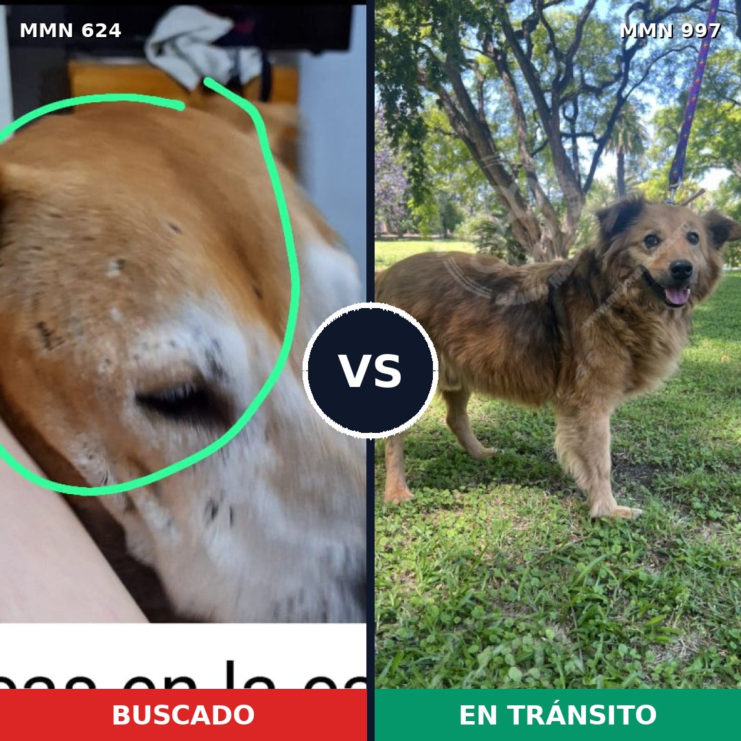 Comparativa MMS 16010: mascota perdida y mascota encontrada, 34% de similitud
