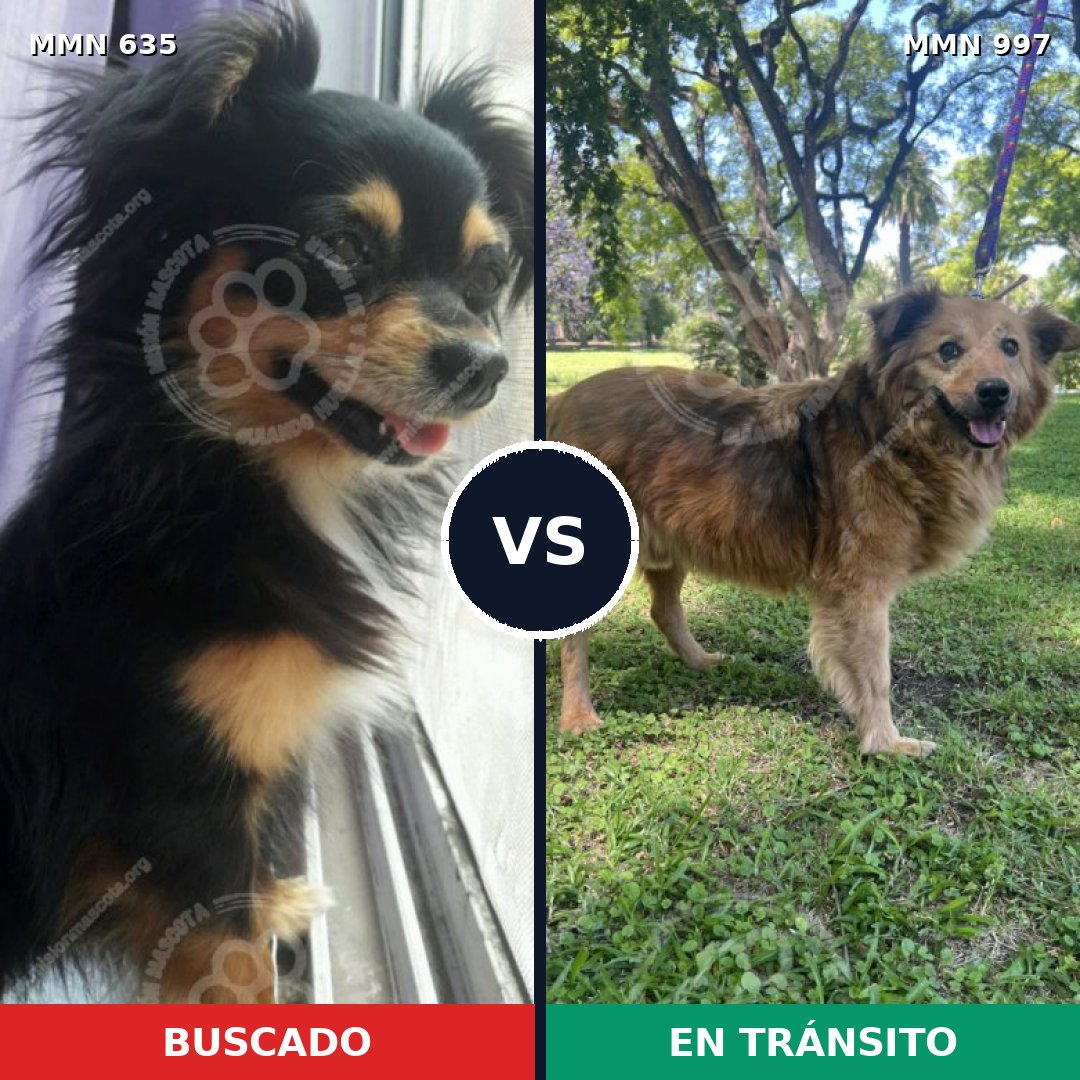 Comparativa MMS 16012: mascota perdida y mascota encontrada, 29% de similitud