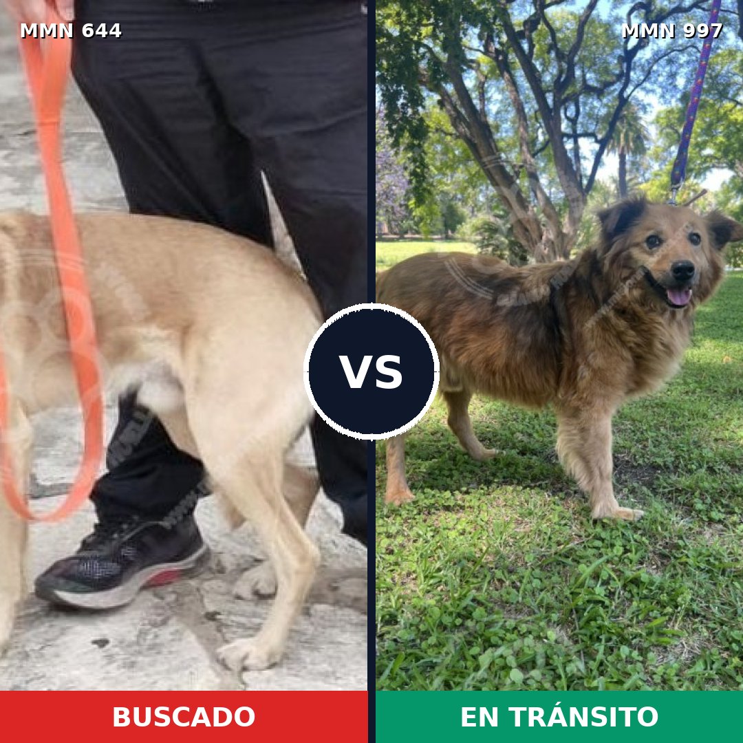 Comparativa MMS 16013: mascota perdida y mascota encontrada, 76% de similitud