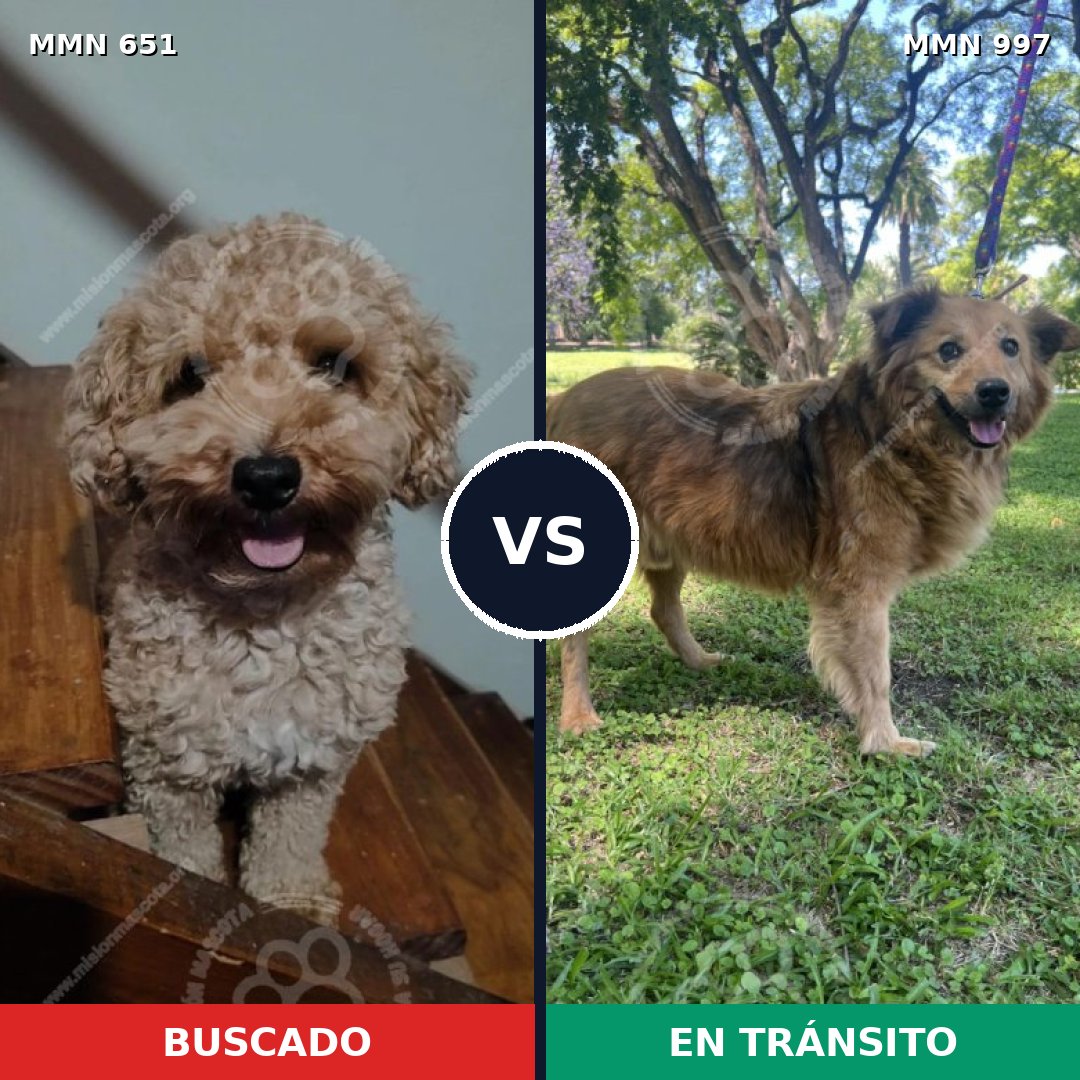 Comparativa MMS 16014: mascota perdida y mascota encontrada, 24% de similitud