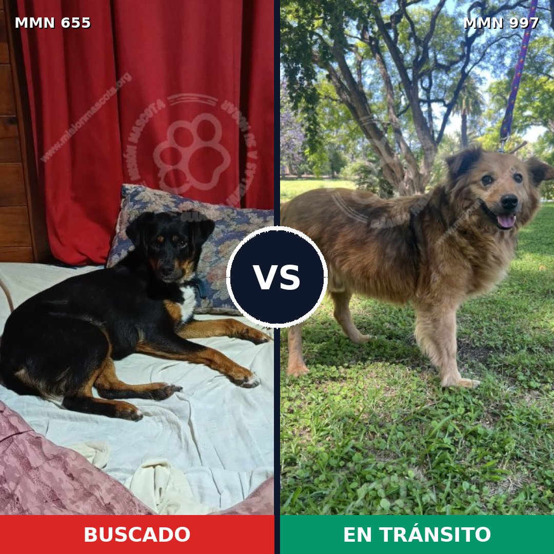 Comparativa MMS 16016: mascota perdida y mascota encontrada, 58% de similitud
