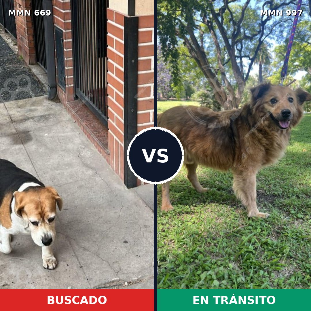 Comparativa MMS 16017: mascota perdida y mascota encontrada, 52% de similitud