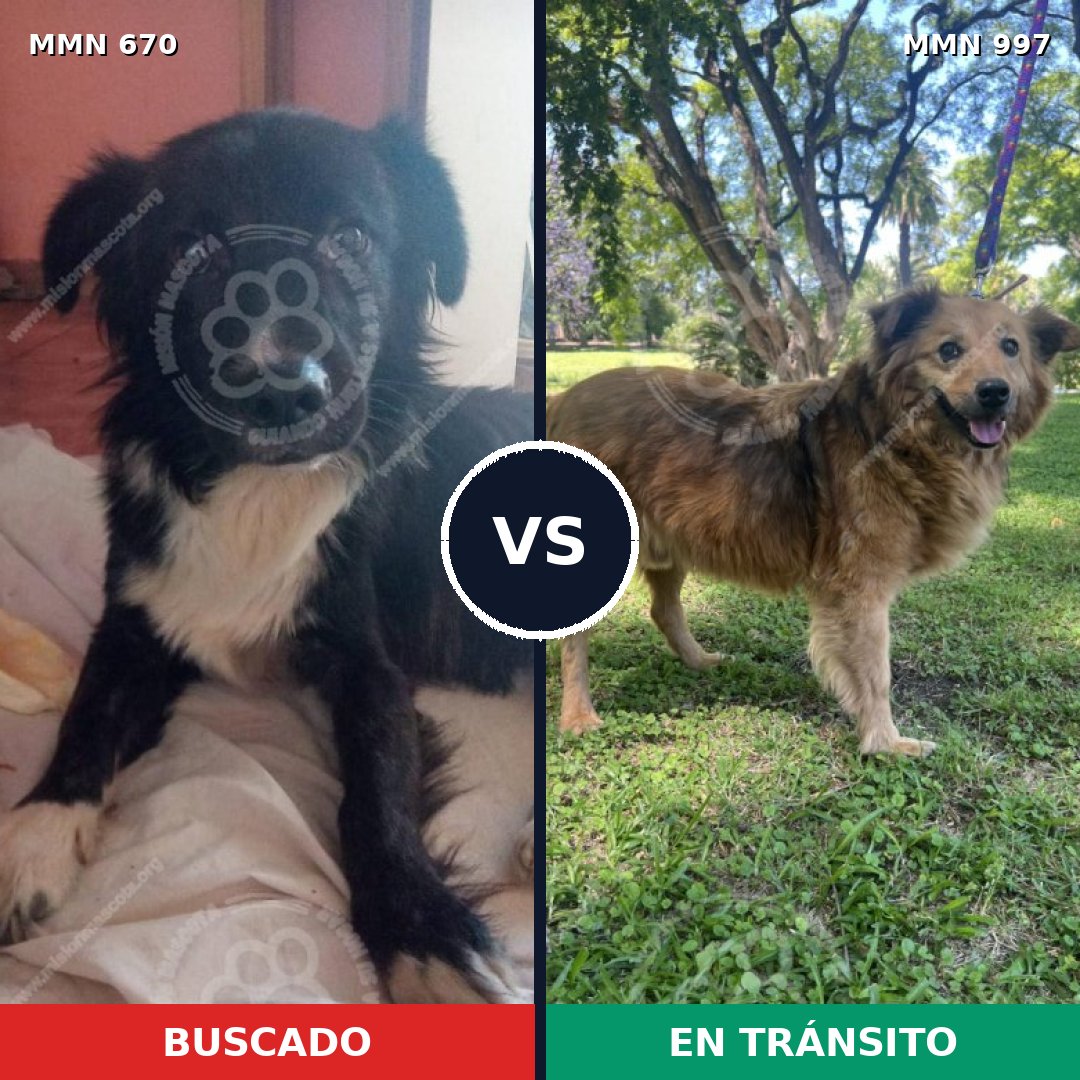 Comparativa MMS 16018: mascota perdida y mascota encontrada, 66% de similitud