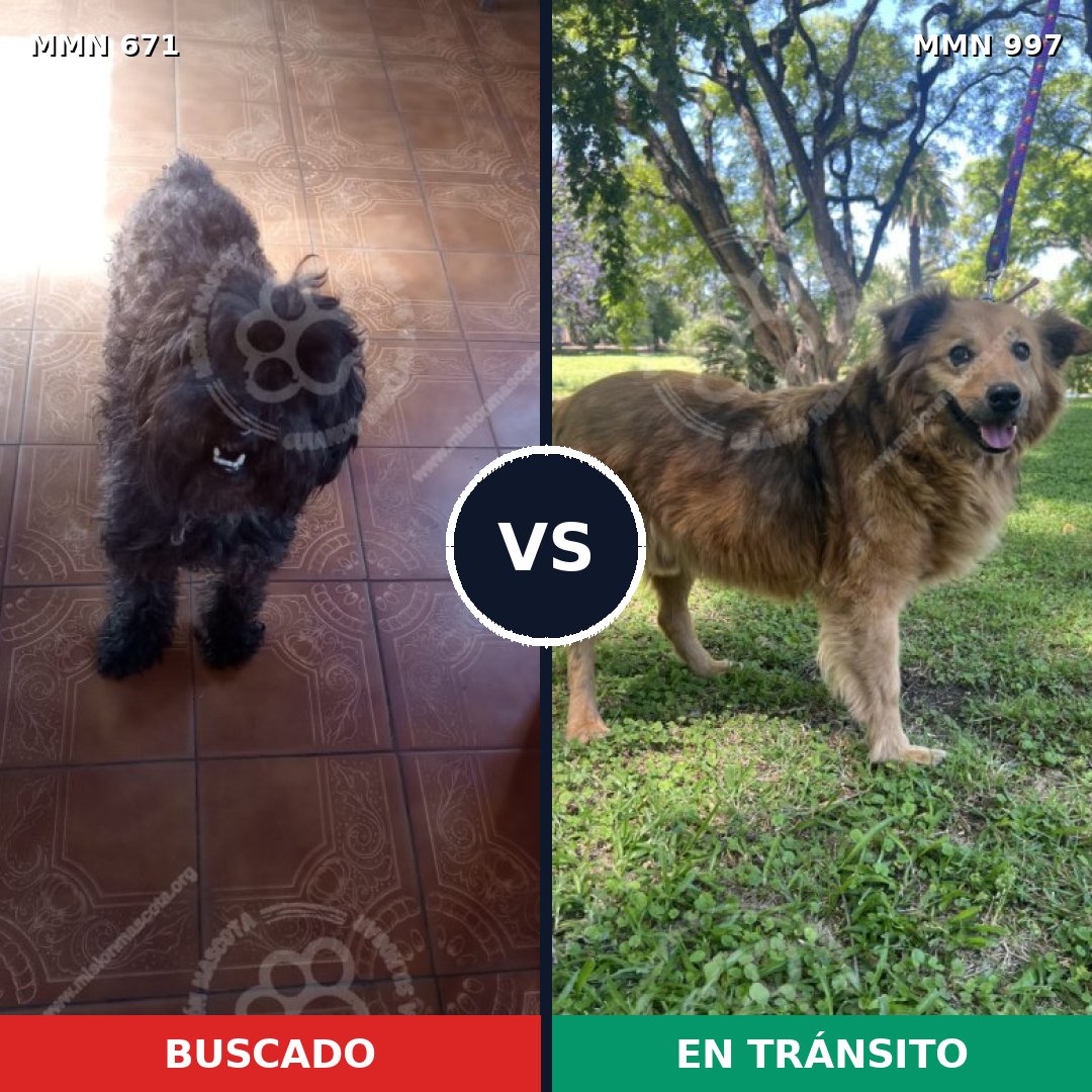 Comparativa MMS 16019: mascota perdida y mascota encontrada, 35% de similitud
