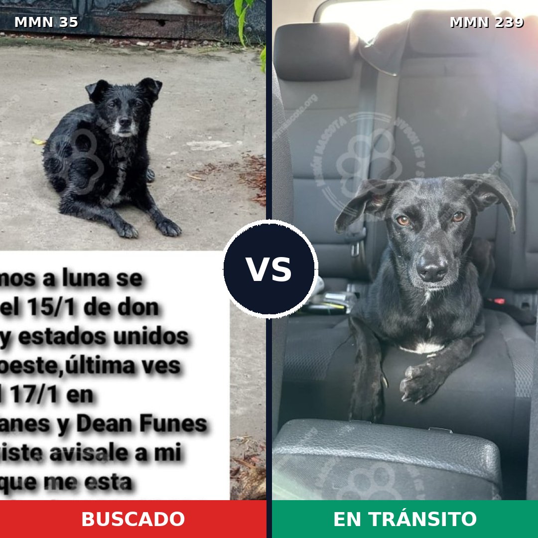 Comparativa MMS 1602: mascota perdida y mascota encontrada, 76% de similitud