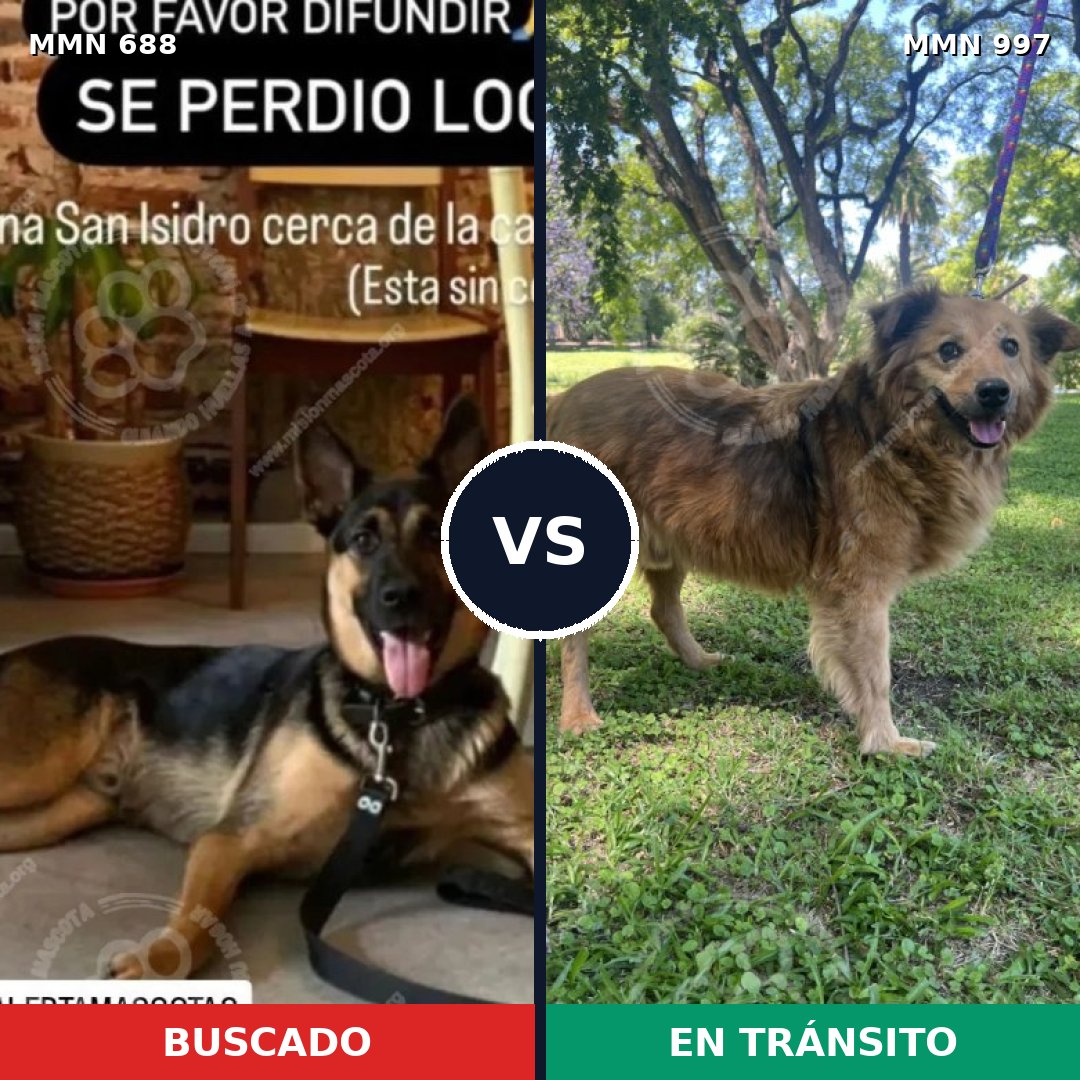Comparativa MMS 16022: mascota perdida y mascota encontrada, 18% de similitud