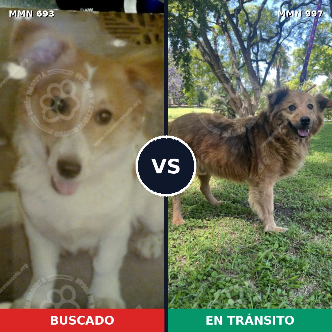 Comparativa MMS 16023: mascota perdida y mascota encontrada, 70% de similitud
