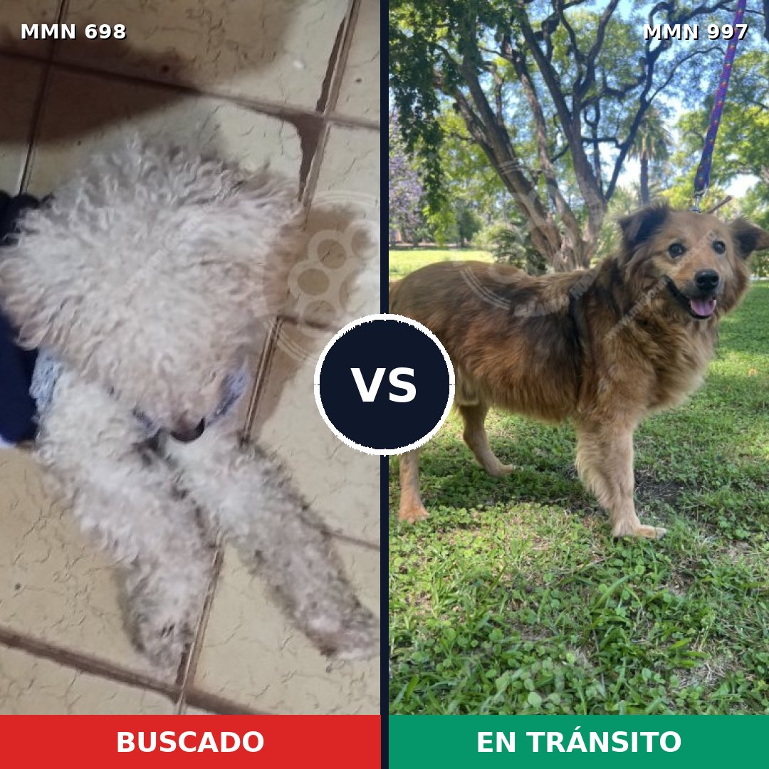 Comparativa MMS 16024: mascota perdida y mascota encontrada, 47% de similitud
