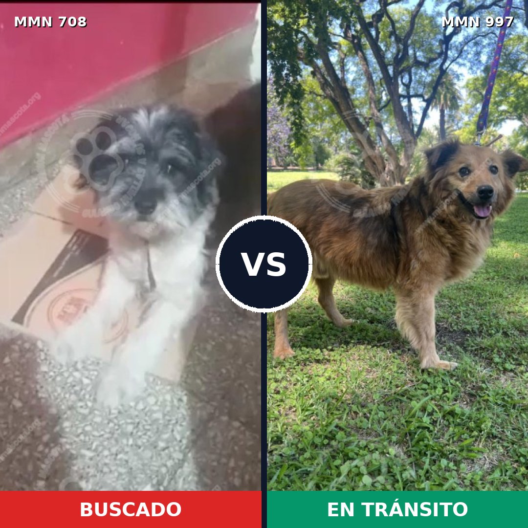 Comparativa MMS 16026: mascota perdida y mascota encontrada, 44% de similitud