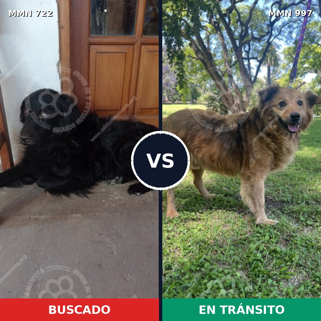 Comparativa MMS 16028: mascota perdida y mascota encontrada, 49% de similitud