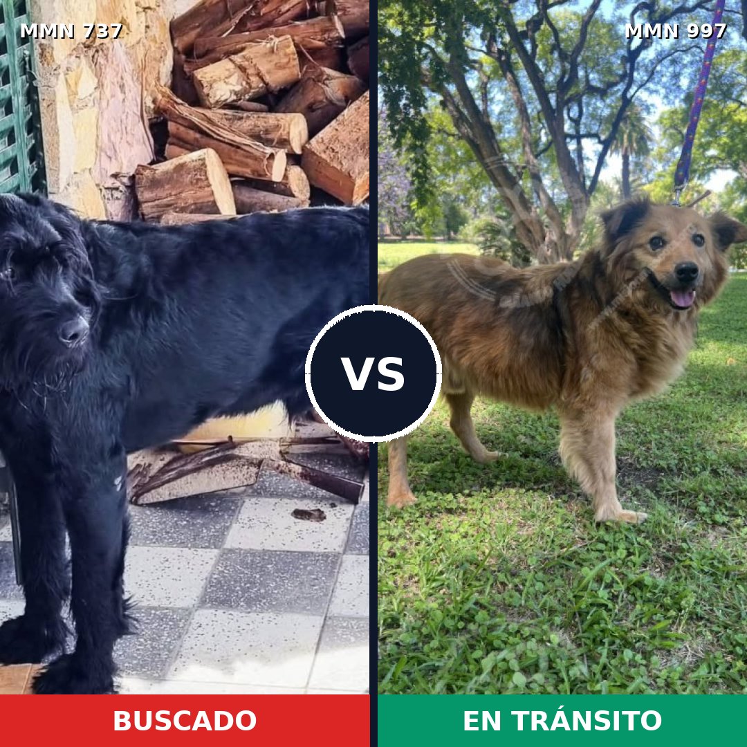 Comparativa MMS 16029: mascota perdida y mascota encontrada, 24% de similitud
