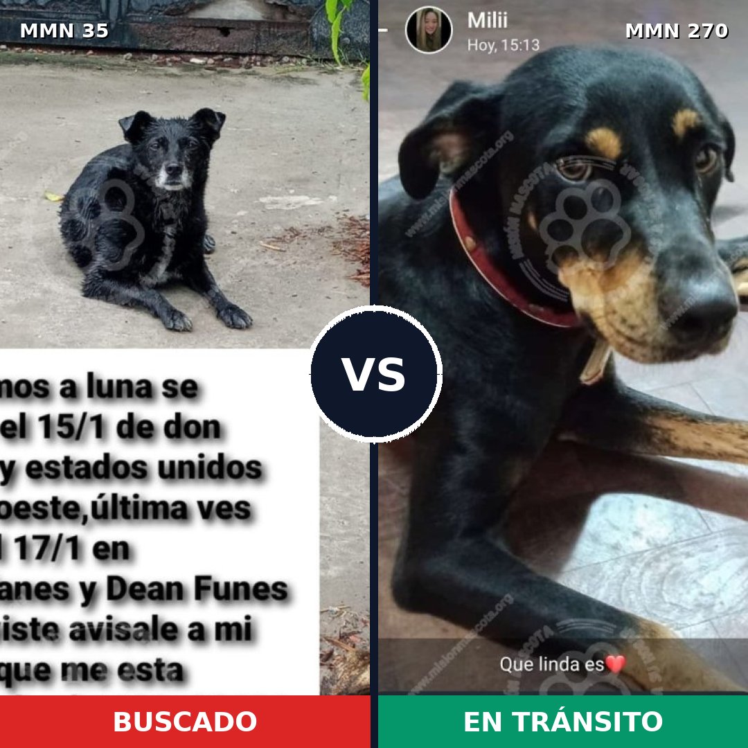 Comparativa MMS 1603: mascota perdida y mascota encontrada, 69% de similitud