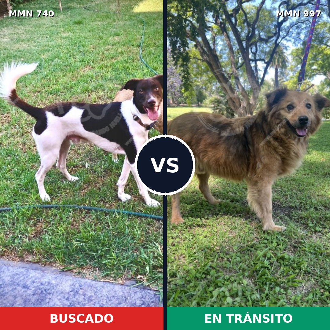 Comparativa MMS 16030: mascota perdida y mascota encontrada, 63% de similitud