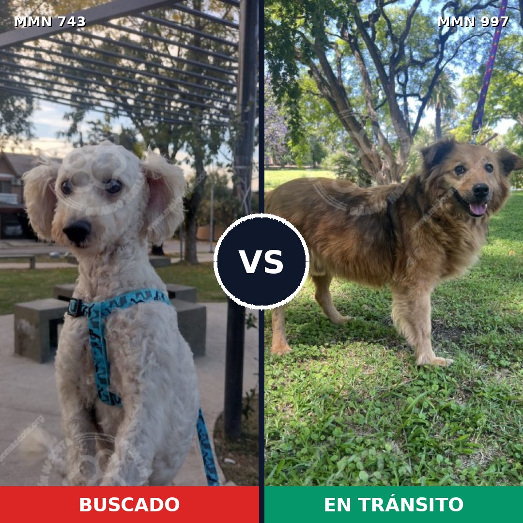 Comparativa MMS 16031: mascota perdida y mascota encontrada, 57% de similitud