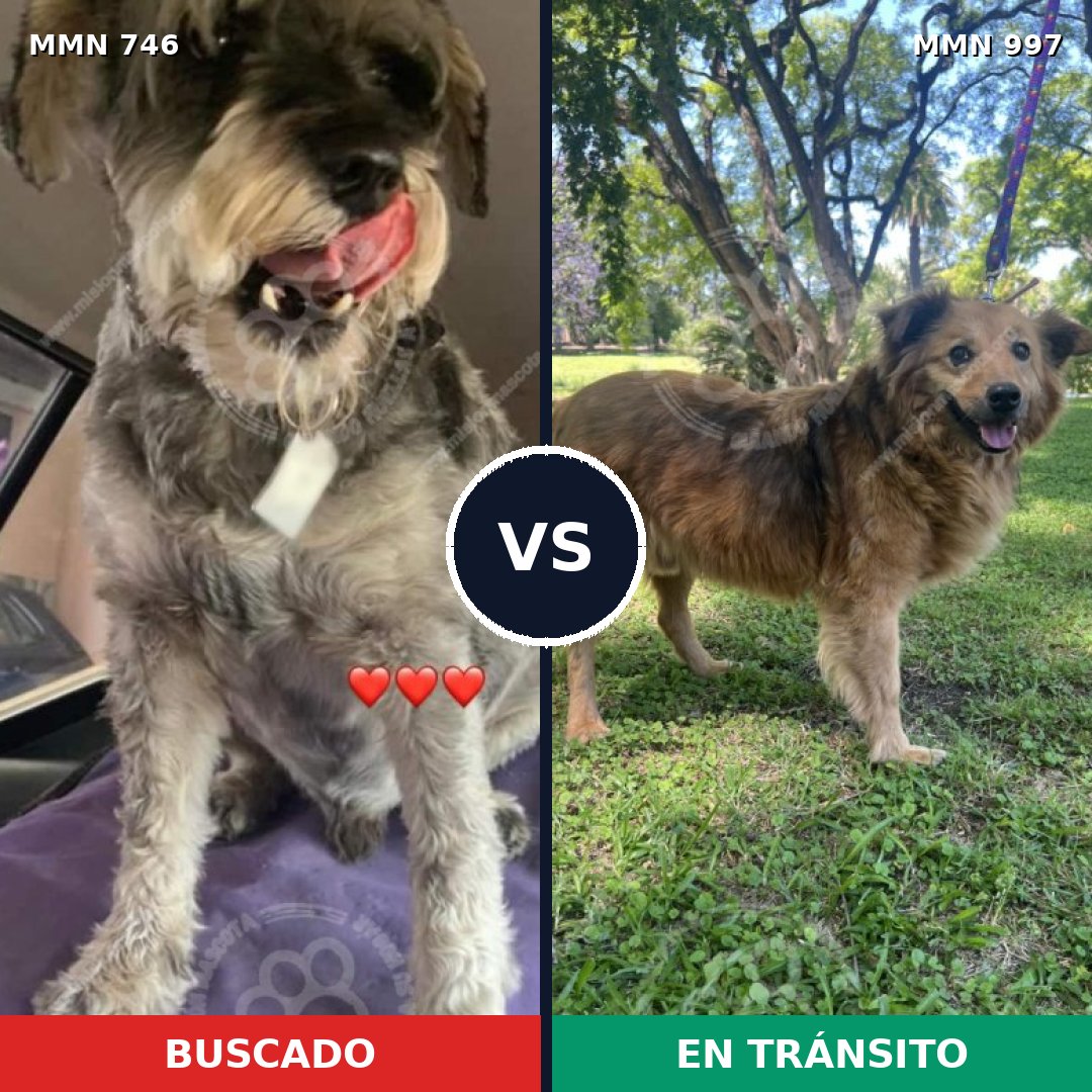 Comparativa MMS 16033: mascota perdida y mascota encontrada, 34% de similitud
