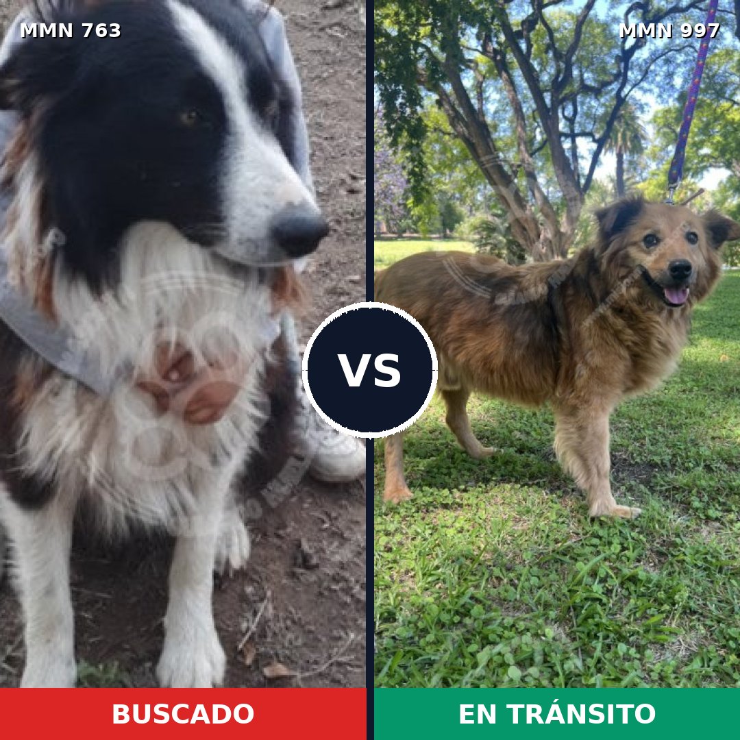 Comparativa MMS 16036: mascota perdida y mascota encontrada, 43% de similitud