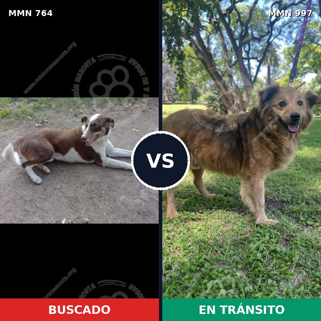 Comparativa MMS 16037: mascota perdida y mascota encontrada, 41% de similitud