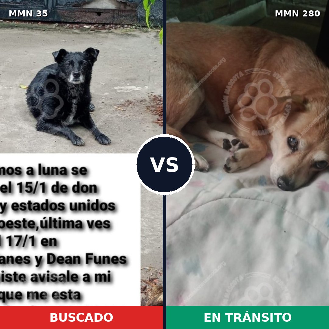 Comparativa MMS 1604: mascota perdida y mascota encontrada, 55% de similitud