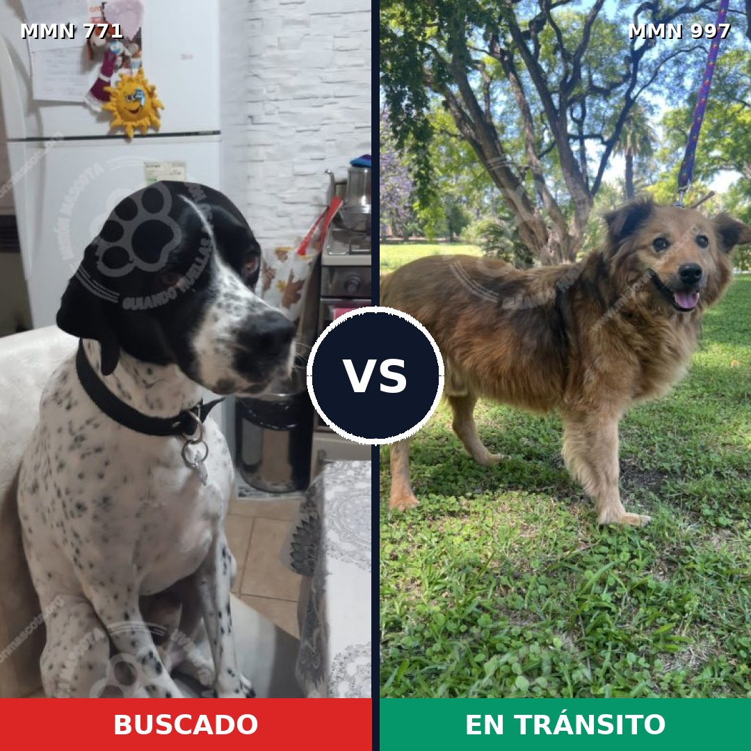 Comparativa MMS 16041: mascota perdida y mascota encontrada, 42% de similitud