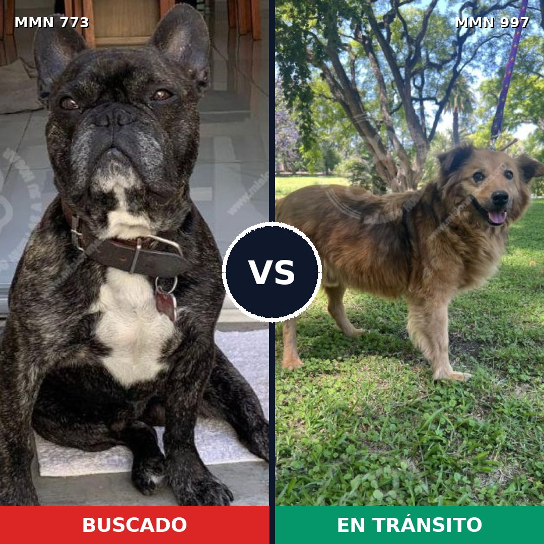 Comparativa MMS 16042: mascota perdida y mascota encontrada, 41% de similitud