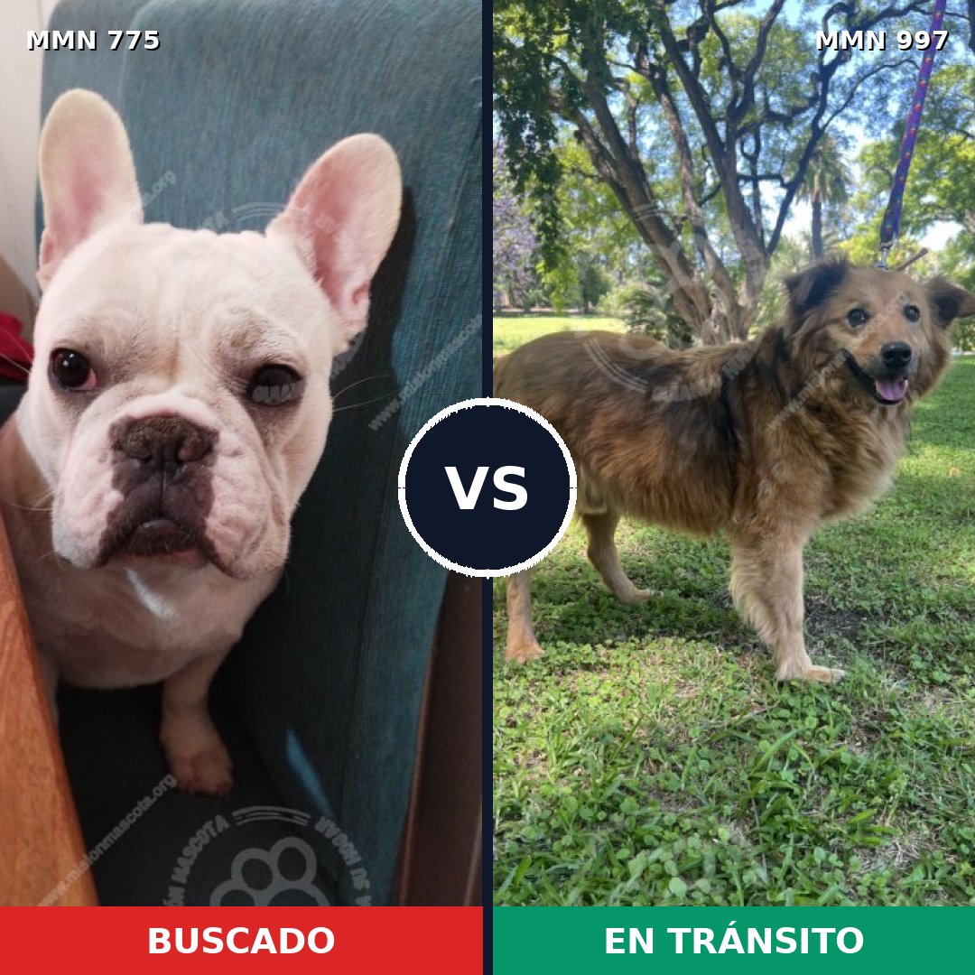Comparativa MMS 16043: mascota perdida y mascota encontrada, 37% de similitud