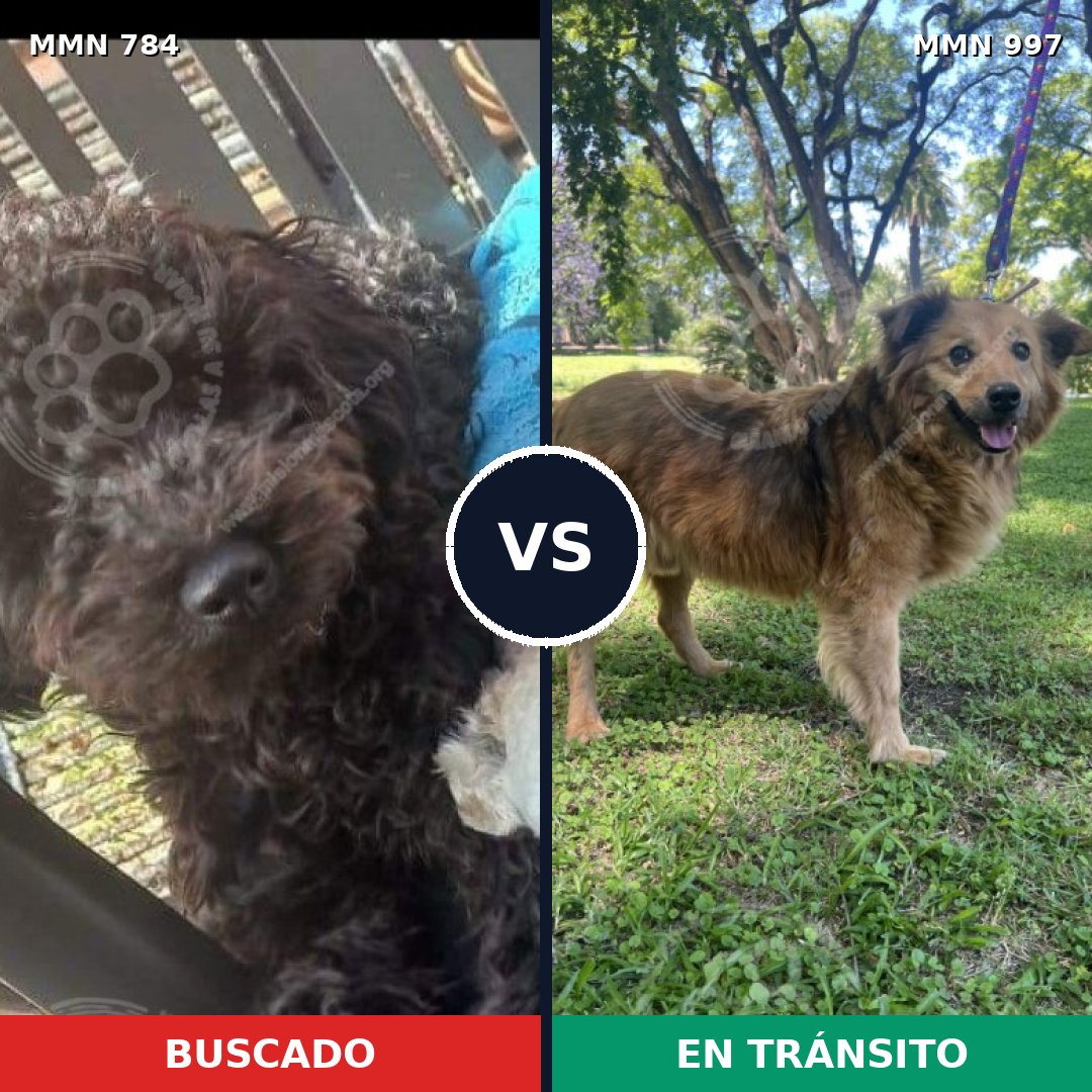 Comparativa MMS 16046: mascota perdida y mascota encontrada, 44% de similitud