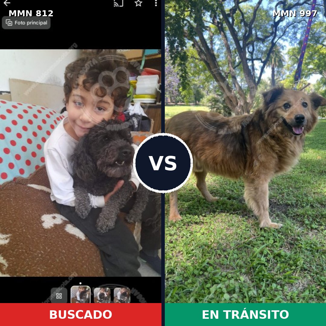 Comparativa MMS 16048: mascota perdida y mascota encontrada, 39% de similitud
