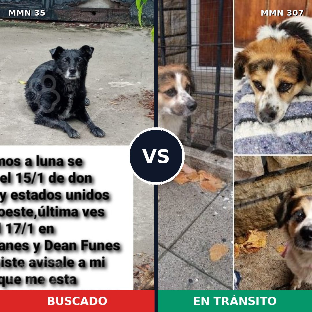 Comparativa MMS 1605: mascota perdida y mascota encontrada, 69% de similitud