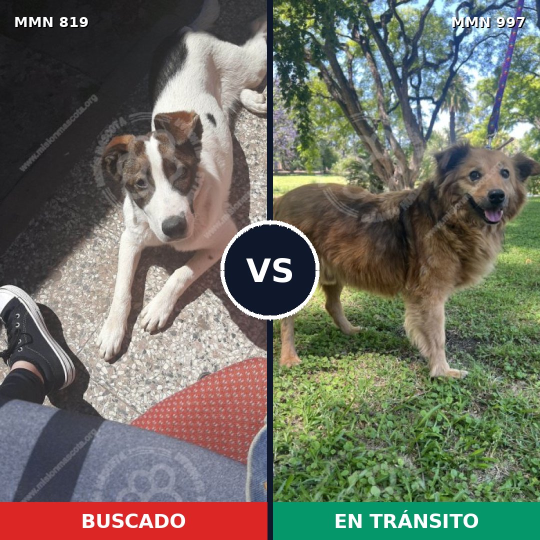 Comparativa MMS 16050: mascota perdida y mascota encontrada, 80% de similitud