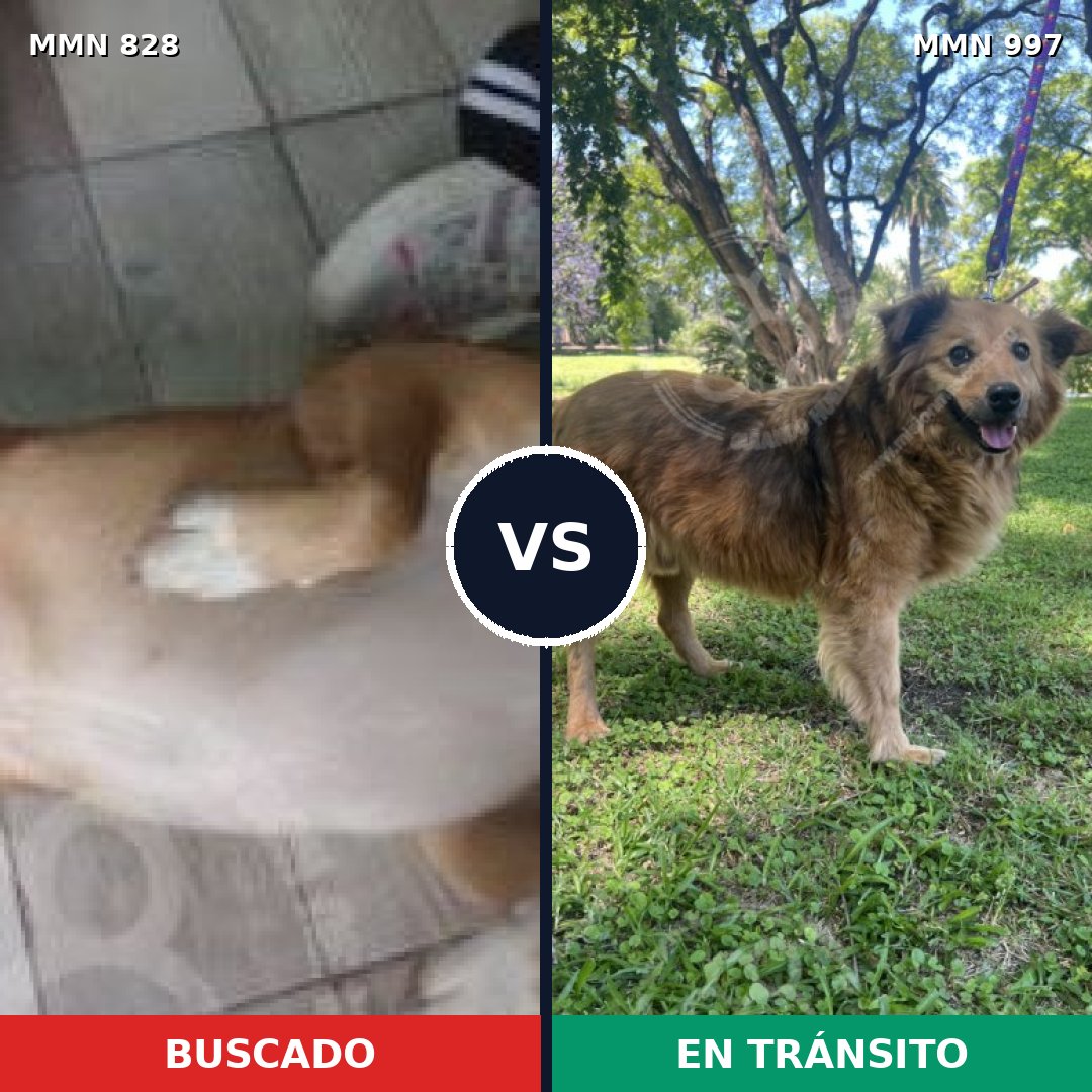 Comparativa MMS 16051: mascota perdida y mascota encontrada, 78% de similitud