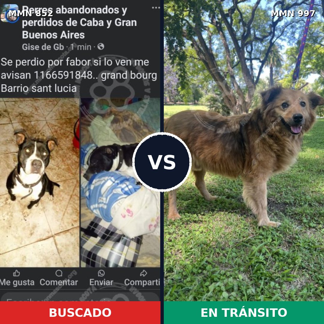 Comparativa MMS 16054: mascota perdida y mascota encontrada, 41% de similitud