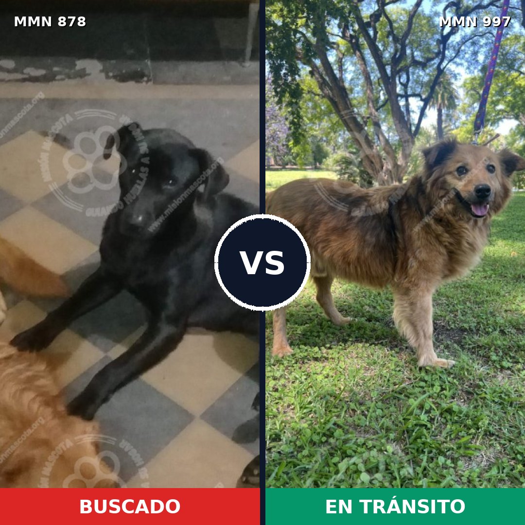 Comparativa MMS 16057: mascota perdida y mascota encontrada, 57% de similitud