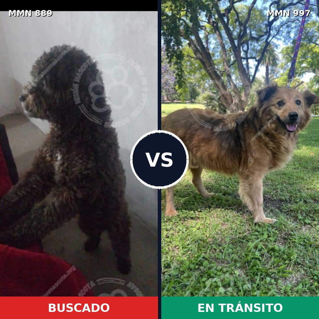 Comparativa MMS 16059: mascota perdida y mascota encontrada, 46% de similitud