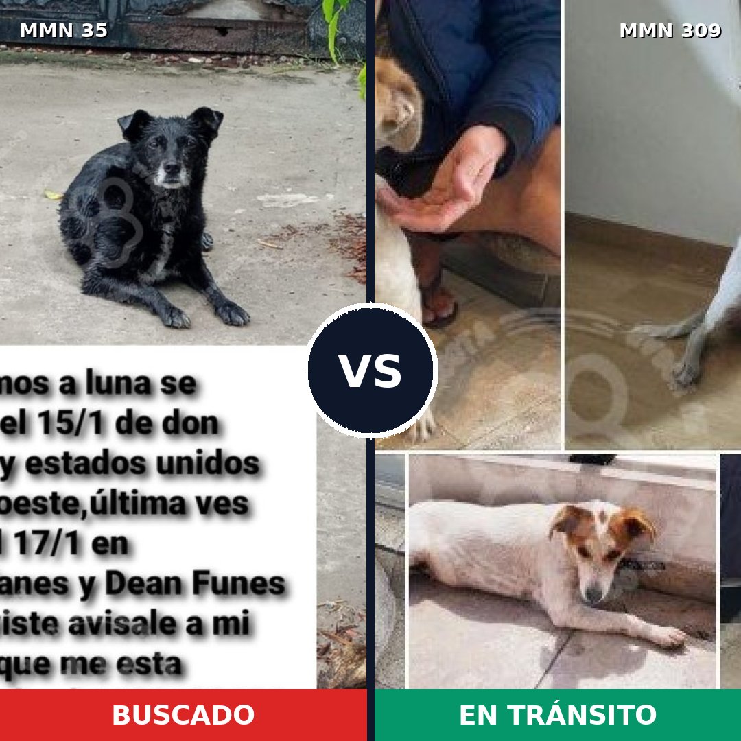 Comparativa MMS 1606: mascota perdida y mascota encontrada, 67% de similitud