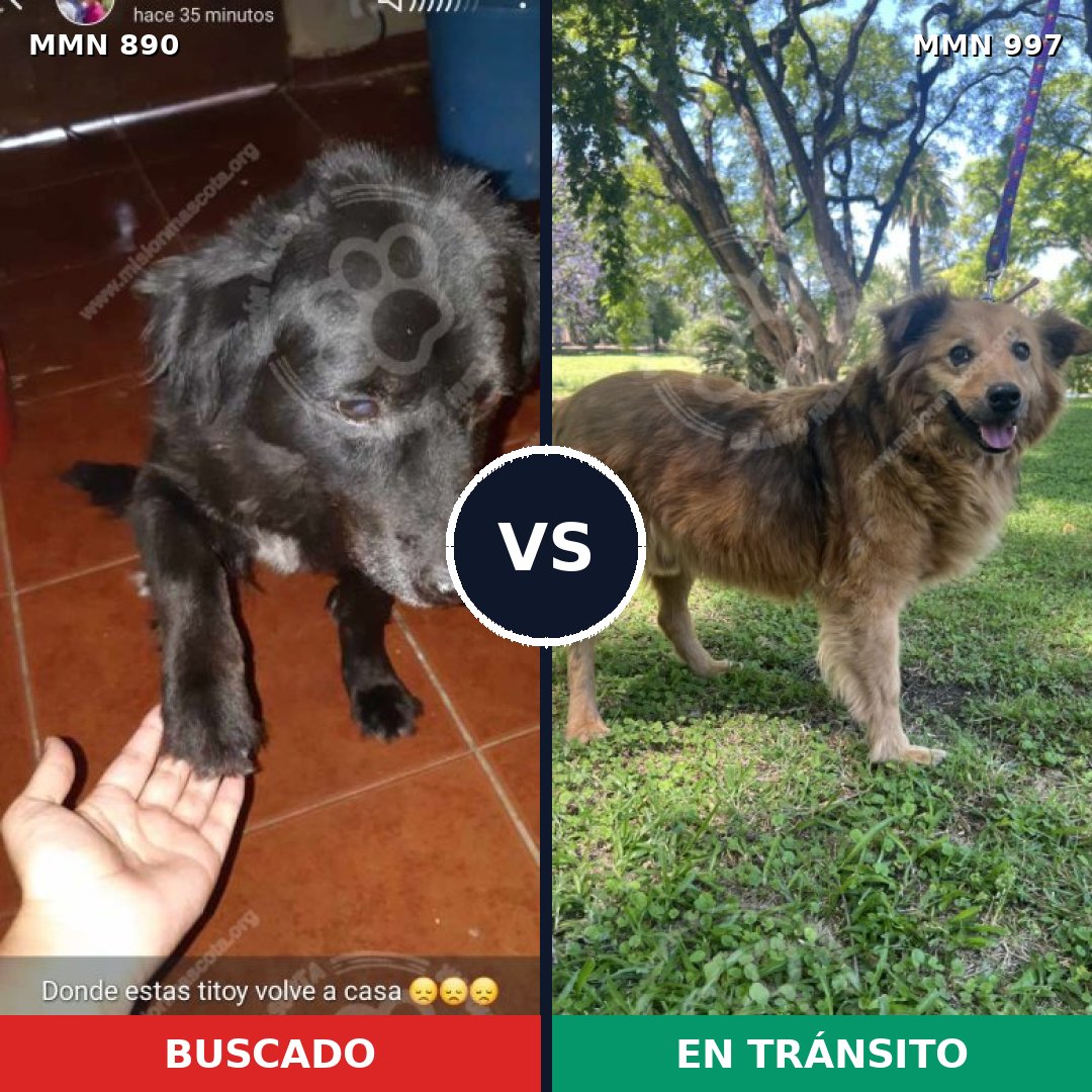 Comparativa MMS 16060: mascota perdida y mascota encontrada, 46% de similitud