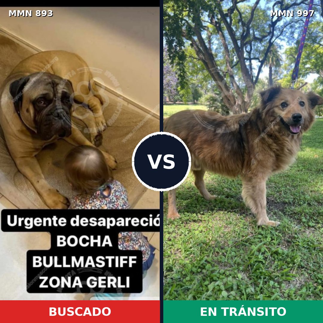 Comparativa MMS 16061: mascota perdida y mascota encontrada, 35% de similitud