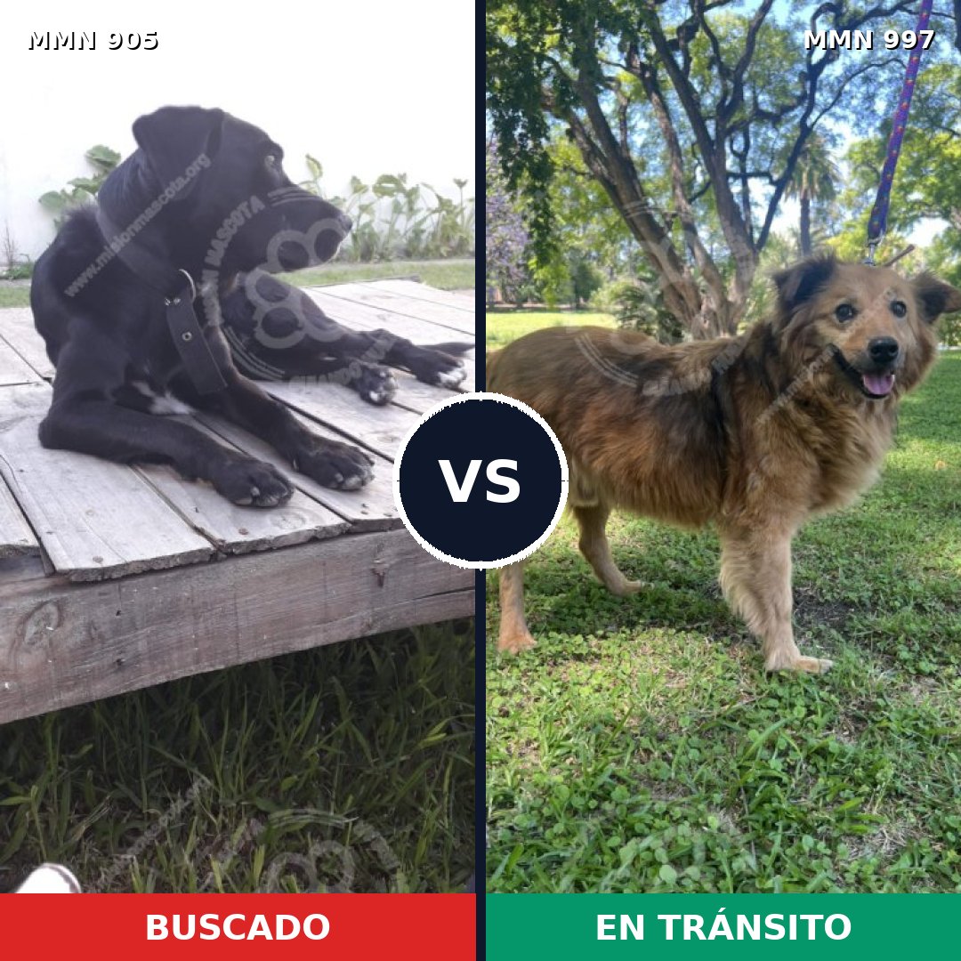 Comparativa MMS 16063: mascota perdida y mascota encontrada, 74% de similitud