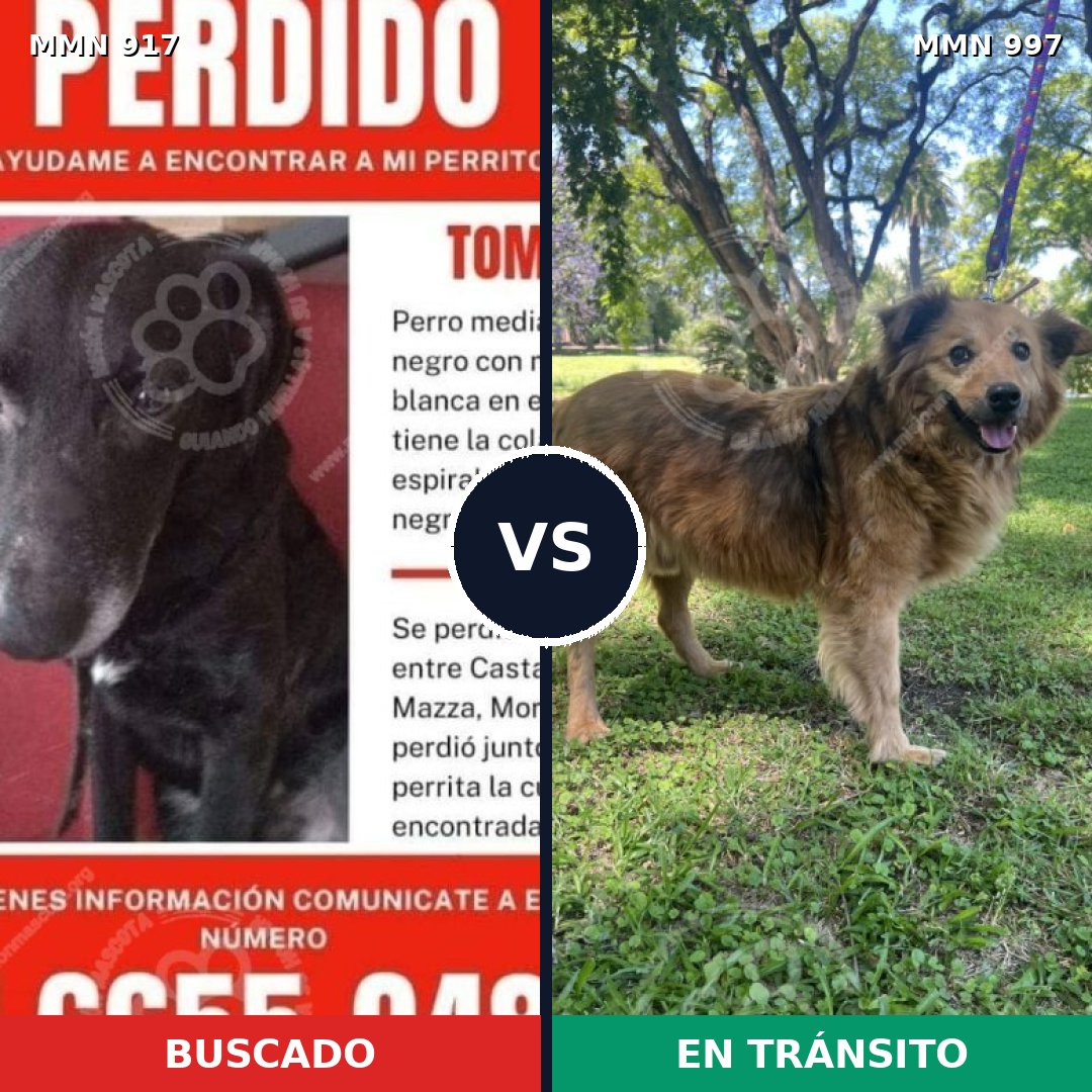 Comparativa MMS 16065: mascota perdida y mascota encontrada, 52% de similitud