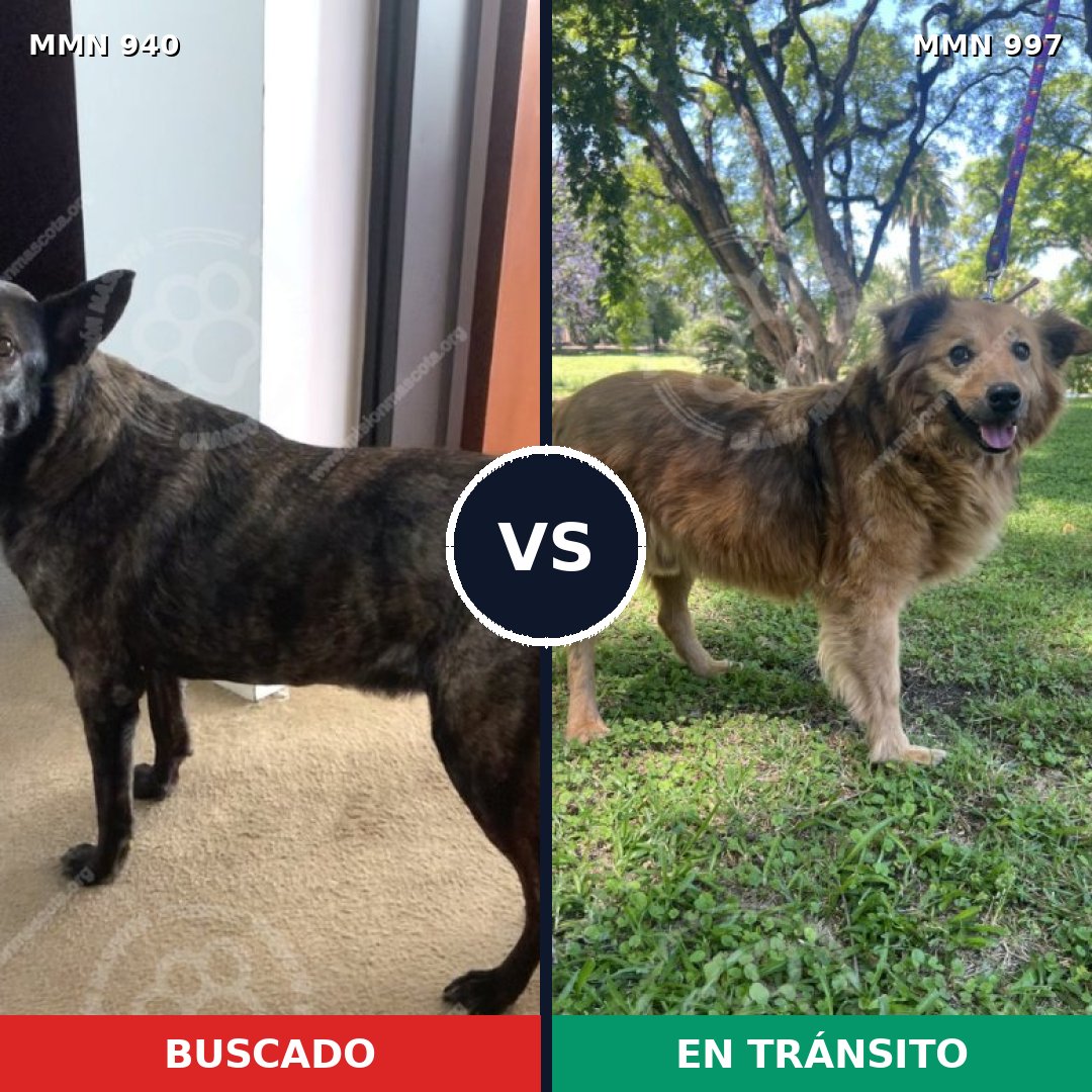 Comparativa MMS 16068: mascota perdida y mascota encontrada, 54% de similitud