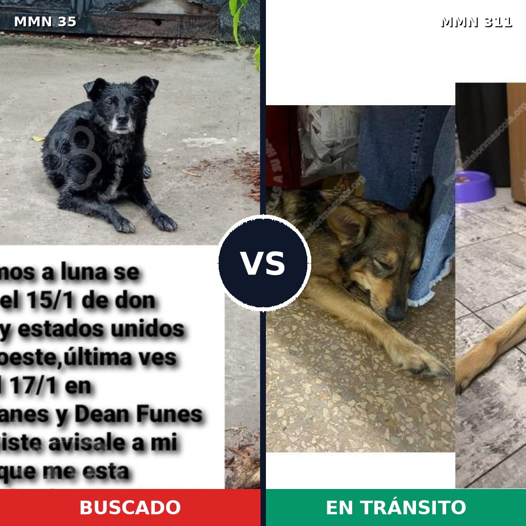 Comparativa MMS 1607: mascota perdida y mascota encontrada, 75% de similitud
