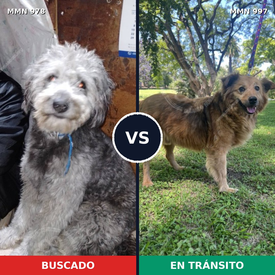 Comparativa MMS 16073: mascota perdida y mascota encontrada, 58% de similitud